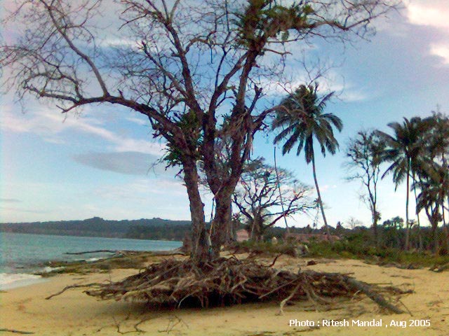 Uprooted tree