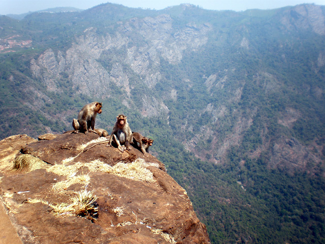 Monkey and ooty