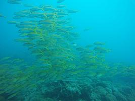 School of fish at Neil Island 2017